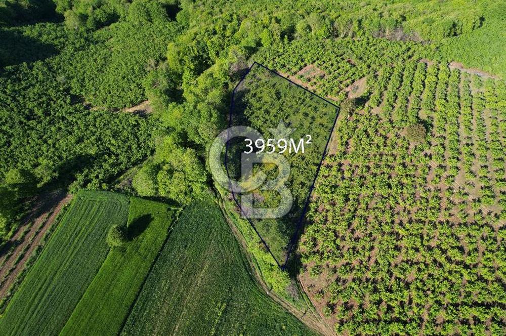 KANDIRA ALEFLİ'DE 3.959 m² SATILIK FINDIK BAHÇESİ CB TOWER