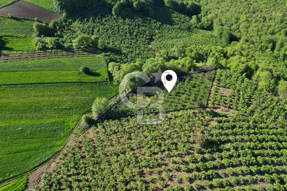 KANDIRA ALEFLİ'DE 3.959 m² SATILIK FINDIK BAHÇESİ CB TOWER