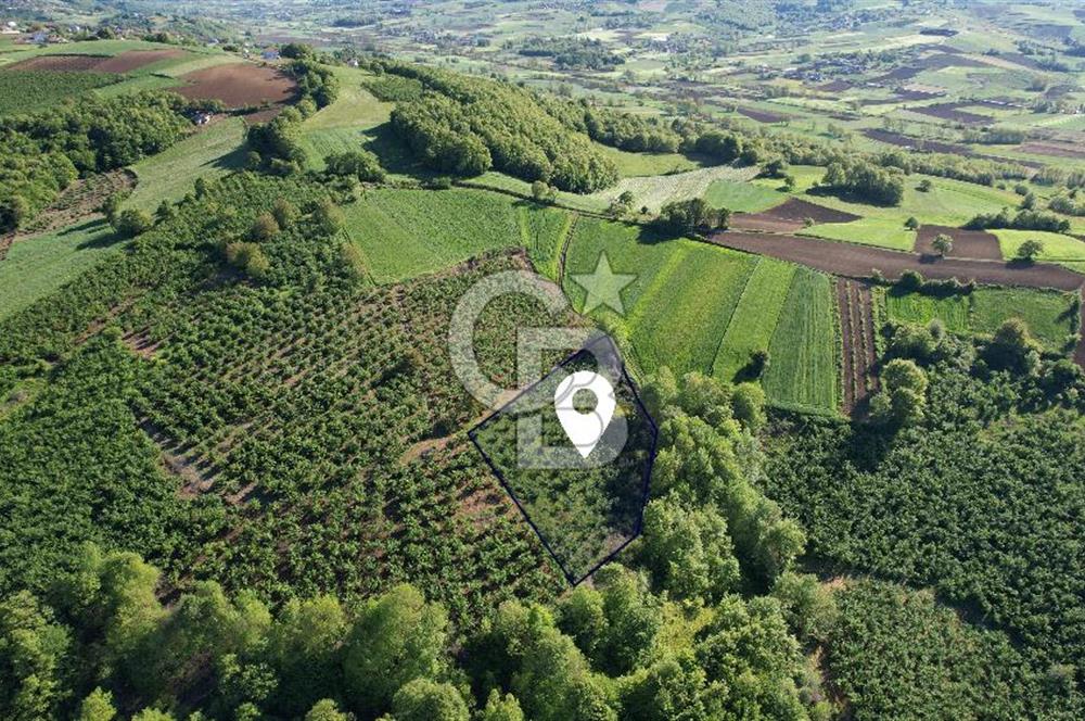 KANDIRA ALEFLİ'DE 3.959 m² SATILIK FINDIK BAHÇESİ CB TOWER