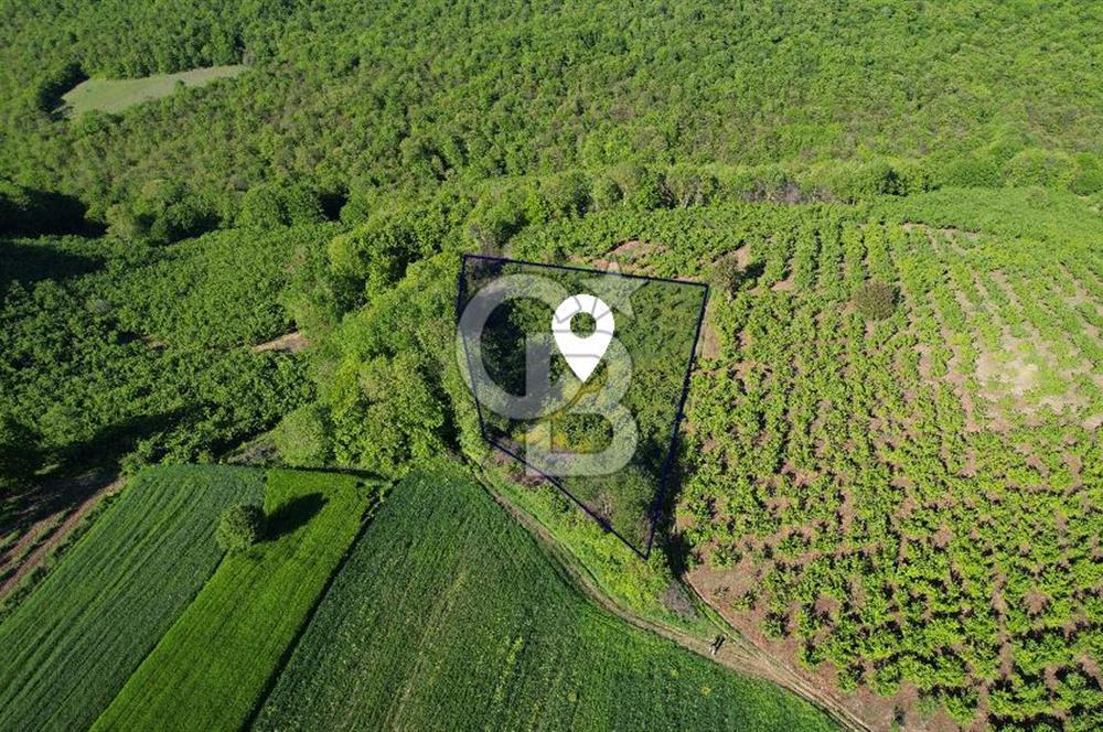 KANDIRA ALEFLİ'DE 3.959 m² SATILIK FINDIK BAHÇESİ CB TOWER