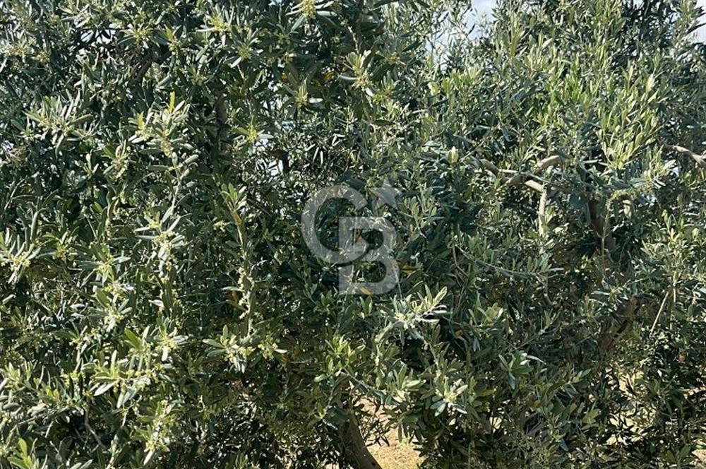 MANİSA SARUHANLI HACIMUSADA 1518 M2 ARSA VE 1281 M2 ZEYTİNLİK