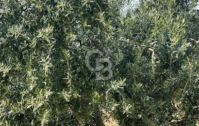 MANİSA SARUHANLI HACIMUSADA 1518 M2 ARSA VE 1281 M2 ZEYTİNLİK