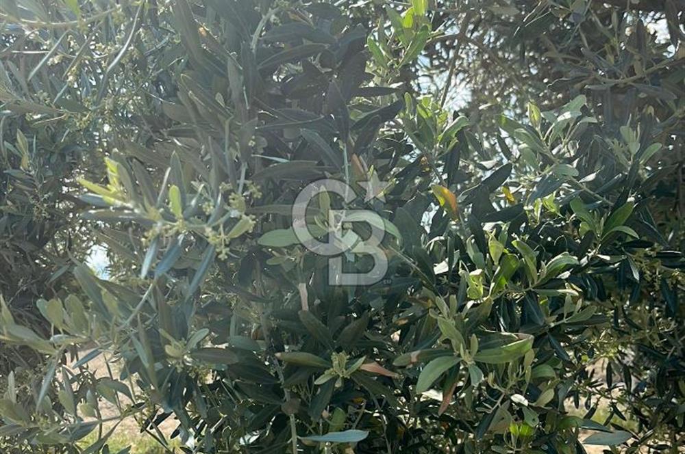 MANİSA SARUHANLI HACIMUSADA 1518 M2 ARSA VE 1281 M2 ZEYTİNLİK