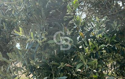 MANİSA SARUHANLI HACIMUSADA 1518 M2 ARSA VE 1281 M2 ZEYTİNLİK