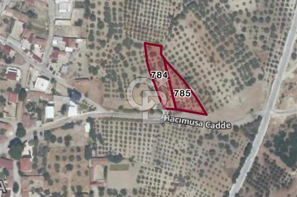 MANİSA SARUHANLI HACIMUSADA 1518 M2 ARSA VE 1281 M2 ZEYTİNLİK