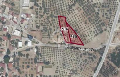 MANİSA SARUHANLI HACIMUSADA 1518 M2 ARSA VE 1281 M2 ZEYTİNLİK