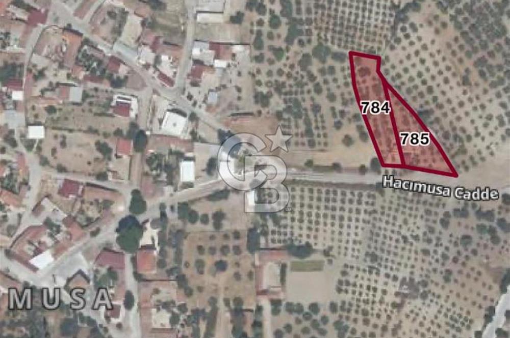 MANİSA SARUHANLI HACIMUSADA 1518 M2 ARSA VE 1281 M2 ZEYTİNLİK