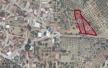 MANİSA SARUHANLI HACIMUSADA 1518 M2 ARSA VE 1281 M2 ZEYTİNLİK