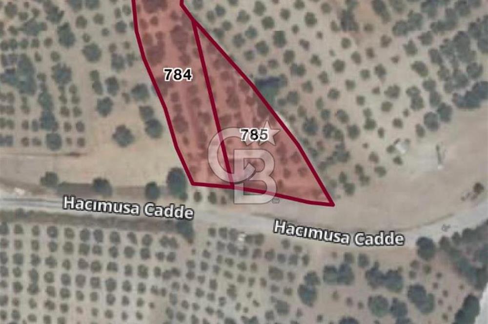MANİSA SARUHANLI HACIMUSADA 1518 M2 ARSA VE 1281 M2 ZEYTİNLİK
