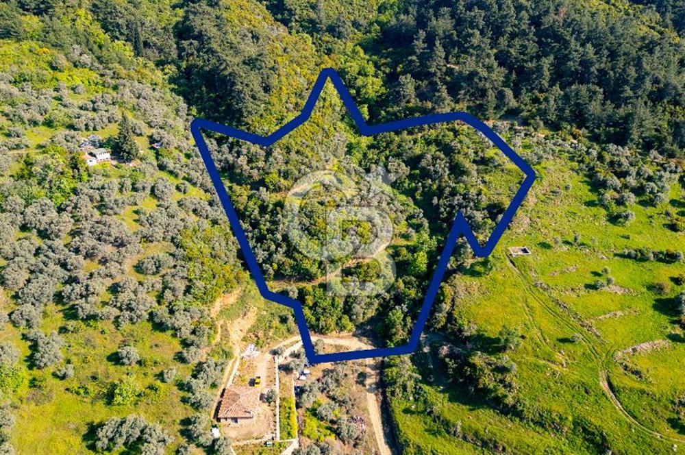 Şirince'ye 500 M Mesafede 9658 m2 Yapı İzinli Satılık Tarla