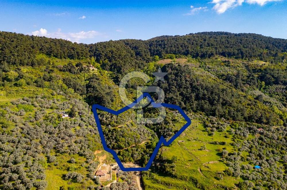Şirince'ye 500 M Mesafede 9658 m2 Yapı İzinli Satılık Tarla