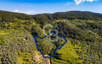 Şirince'ye 500 M Mesafede 9658 m2 Yapı İzinli Satılık Tarla
