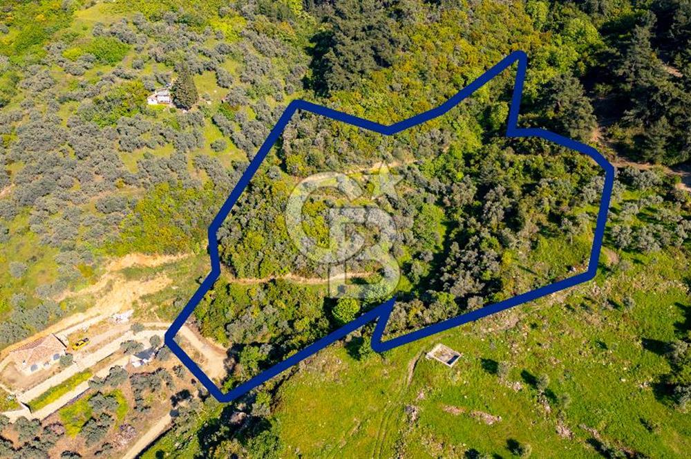 Şirince'ye 500 M Mesafede 9658 m2 Yapı İzinli Satılık Tarla
