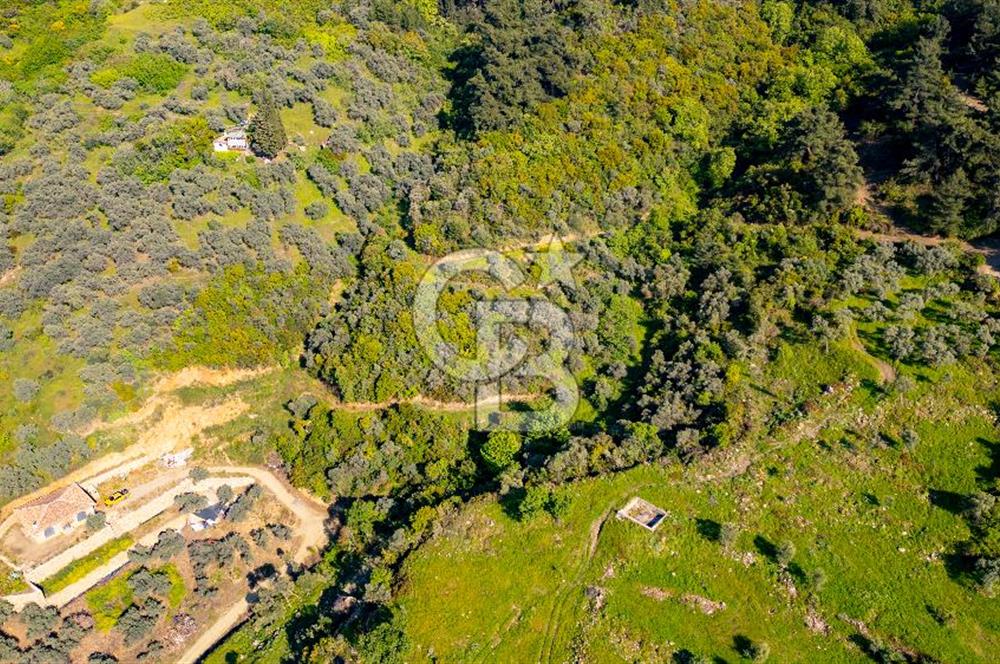 Şirince'ye 500 M Mesafede 9658 m2 Yapı İzinli Satılık Tarla