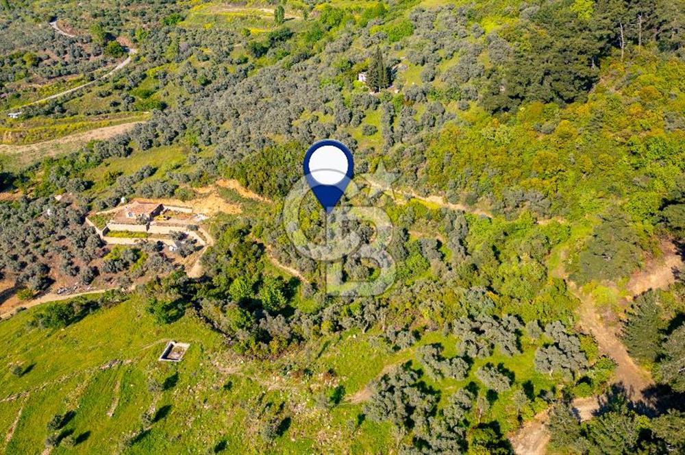 Şirince'ye 500 M Mesafede 9658 m2 Yapı İzinli Satılık Tarla
