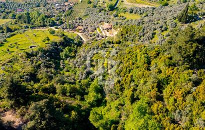 Şirince'ye 500 M Mesafede 9658 m2 Yapı İzinli Satılık Tarla