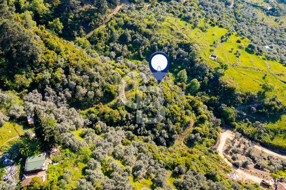 Şirince'ye 500 M Mesafede 9658 m2 Yapı İzinli Satılık Tarla