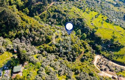 Şirince'ye 500 M Mesafede 9658 m2 Yapı İzinli Satılık Tarla