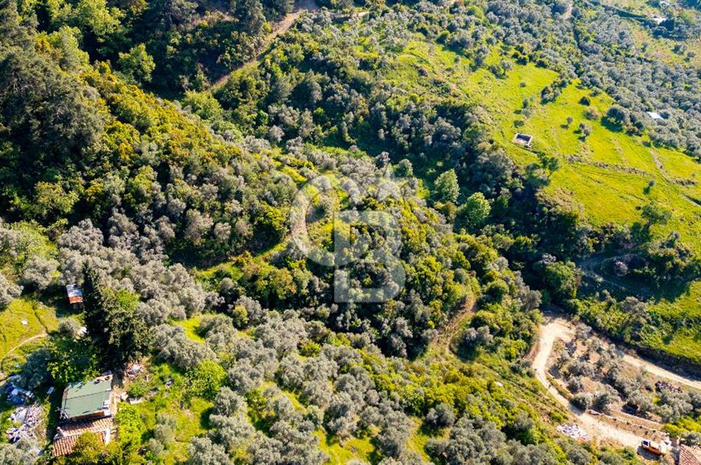 Şirince'ye 500 M Mesafede 9658 m2 Yapı İzinli Satılık Tarla