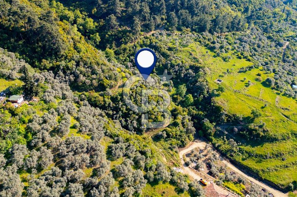 Şirince'ye 500 M Mesafede 9658 m2 Yapı İzinli Satılık Tarla