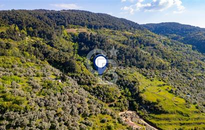 Şirince'ye 500 M Mesafede 9658 m2 Yapı İzinli Satılık Tarla
