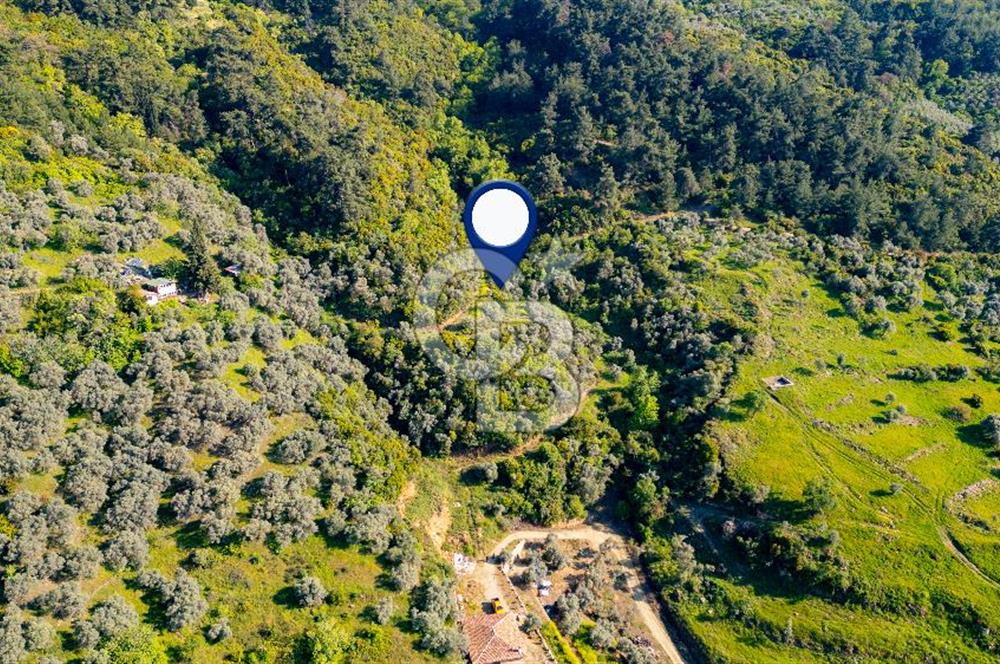Şirince'ye 500 M Mesafede 9658 m2 Yapı İzinli Satılık Tarla
