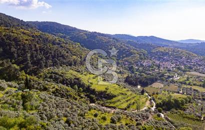 Şirince'ye 500 M Mesafede 9658 m2 Yapı İzinli Satılık Tarla