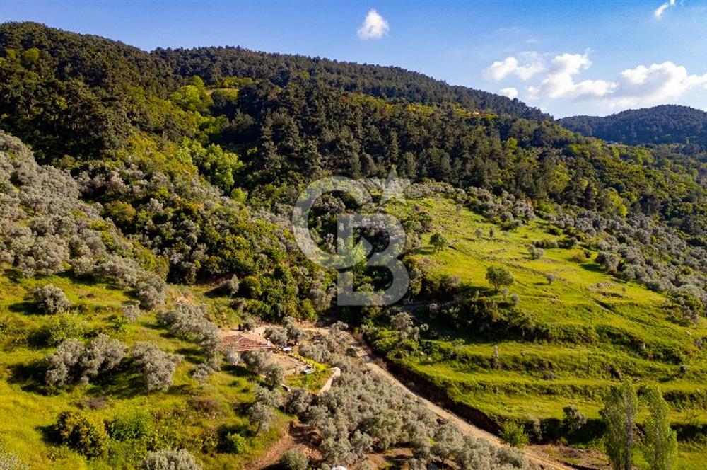 Şirince'ye 500 M Mesafede 9658 m2 Yapı İzinli Satılık Tarla