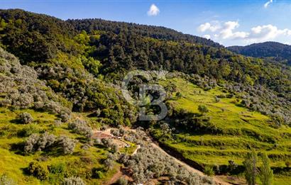 Şirince'ye 500 M Mesafede 9658 m2 Yapı İzinli Satılık Tarla