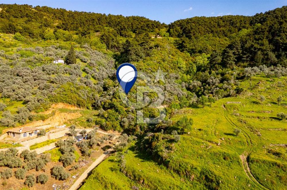 Şirince'ye 500 M Mesafede 9658 m2 Yapı İzinli Satılık Tarla
