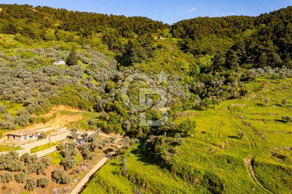 Şirince'ye 500 M Mesafede 9658 m2 Yapı İzinli Satılık Tarla
