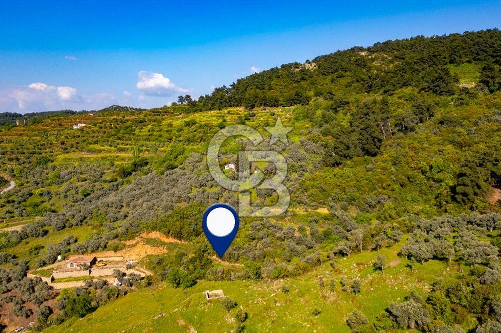 Şirince'ye 500 M Mesafede 9658 m2 Yapı İzinli Satılık Tarla