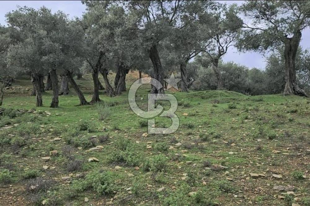 Bayındır Çenikler'de Satılık Müstakil Tapulu Zeytinlik