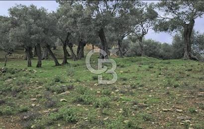 Bayındır Çenikler'de Satılık Müstakil Tapulu Zeytinlik