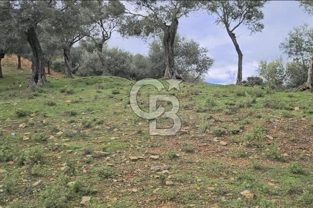 Bayındır Çenikler'de Satılık Müstakil Tapulu Zeytinlik