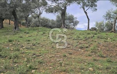 Bayındır Çenikler'de Satılık Müstakil Tapulu Zeytinlik