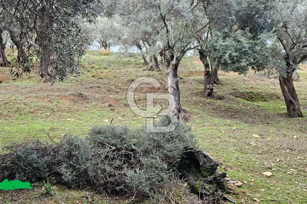 Bayındır Çenikler'de Satılık Müstakil Tapulu Zeytinlik