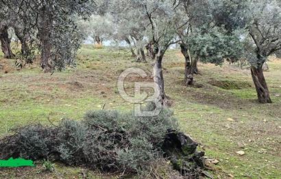 Bayındır Çenikler'de Satılık Müstakil Tapulu Zeytinlik