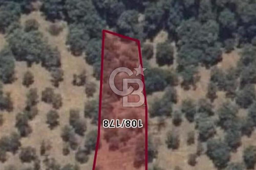 Bayındır Çenikler'de Satılık Müstakil Tapulu Zeytinlik