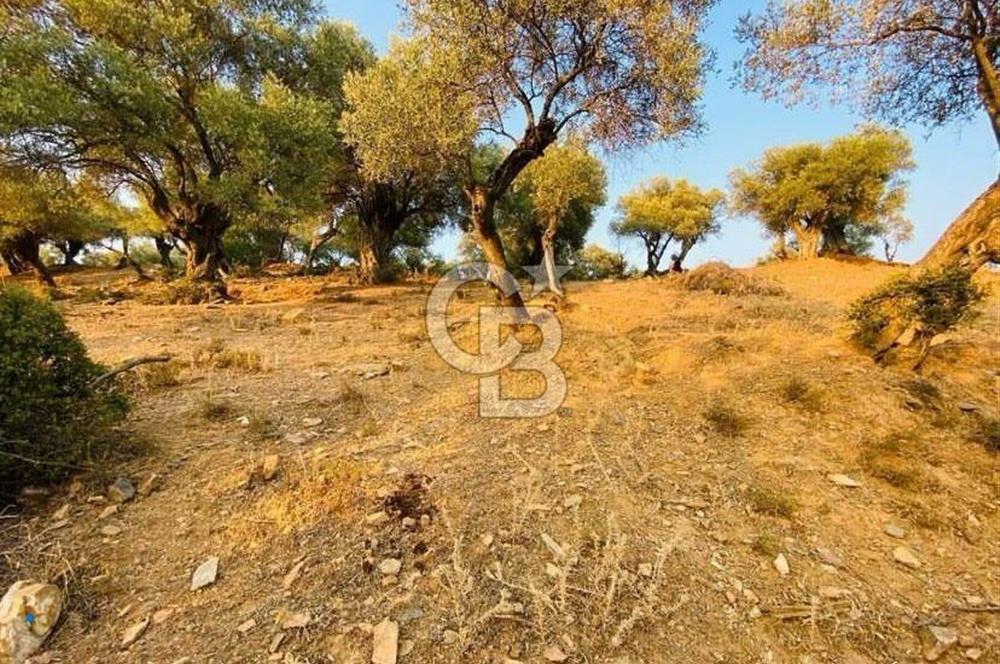 Bayındır Çenikler'de Satılık Müstakil Tapulu Zeytinlik