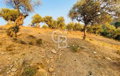 Bayındır Çenikler'de Satılık Müstakil Tapulu Zeytinlik