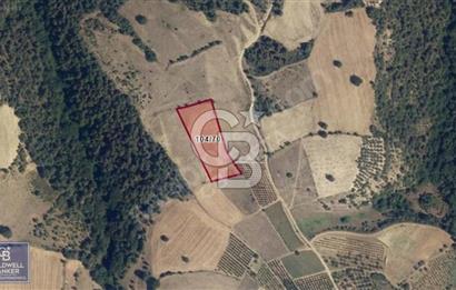BİLECİK OSMANELİ AKÇAPINAR KÖYÜNDE 6208M2 TARLA