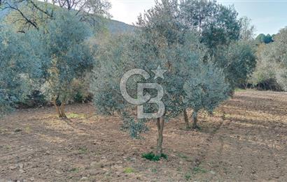 Muğla Menteşe Kafaca Mahallesi'nde Yüzde 50 Hissesi Satılık Zeytinlik
