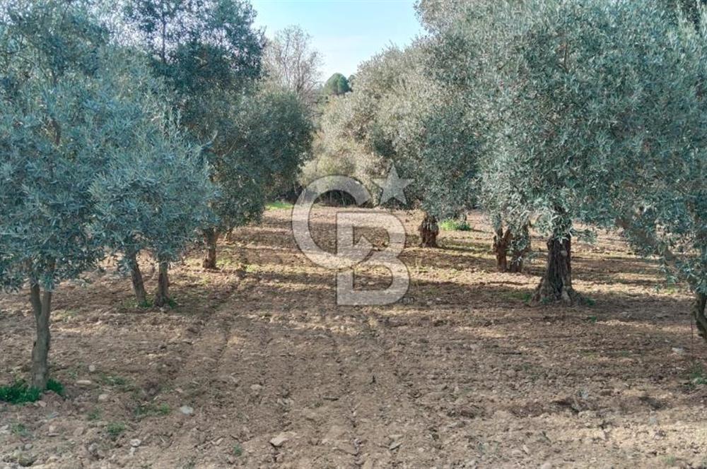 Muğla Menteşe Kafaca Mahallesi'nde Yüzde 50 Hissesi Satılık Zeytinlik
