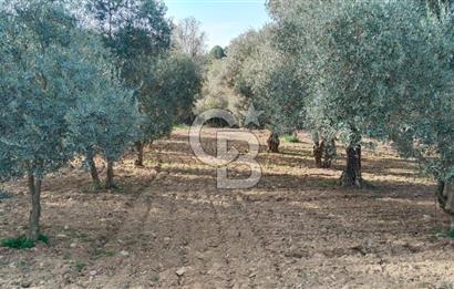 Muğla Menteşe Kafaca Mahallesi'nde Yüzde 50 Hissesi Satılık Zeytinlik
