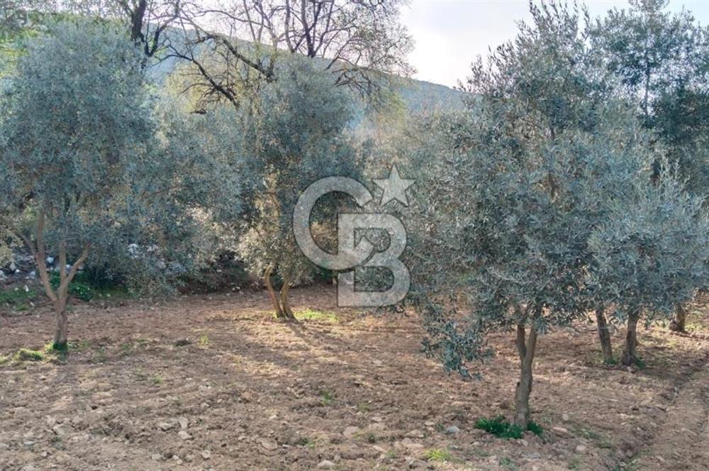 Muğla Menteşe Kafaca Mahallesi'nde Yüzde 50 Hissesi Satılık Zeytinlik