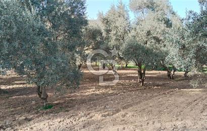 Muğla Menteşe Kafaca Mahallesi'nde Yüzde 50 Hissesi Satılık Zeytinlik