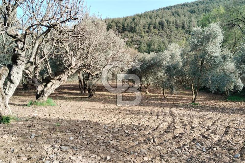 Muğla Menteşe Kafaca Mahallesi'nde Yüzde 50 Hissesi Satılık Zeytinlik