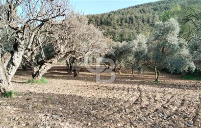 Muğla Menteşe Kafaca Mahallesi'nde Yüzde 50 Hissesi Satılık Zeytinlik