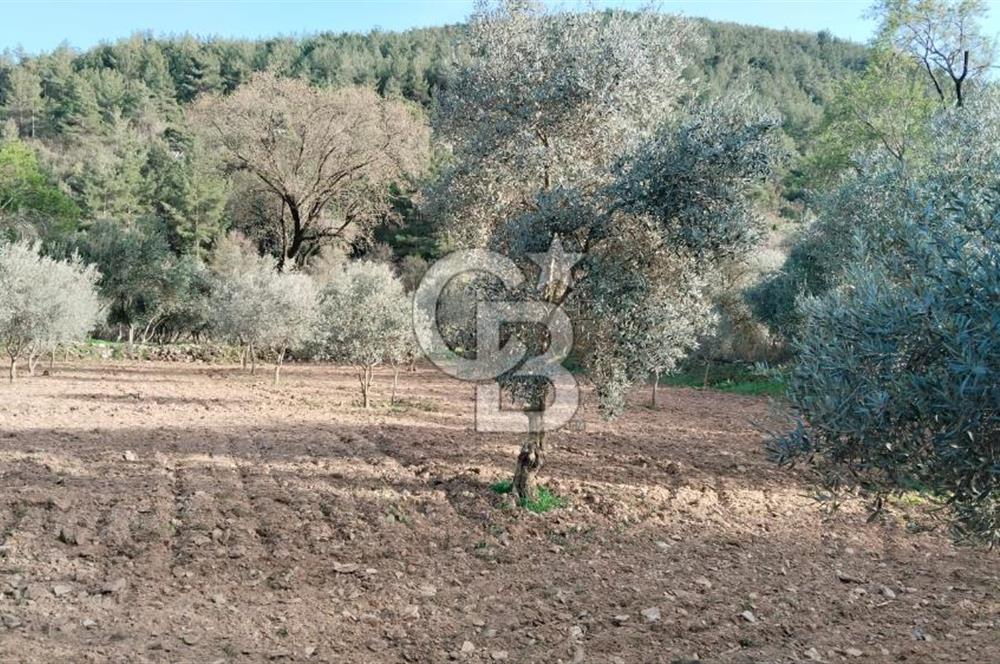 Muğla Menteşe Kafaca Mahallesi'nde Yüzde 50 Hissesi Satılık Zeytinlik